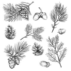 set of elements flowers and leaves and cone. Hand draw illustration, black lines