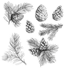 set of elements flowers and leaves and cone. Hand draw illustration, black lines
