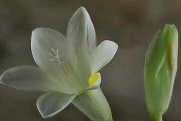 Fototapeta premium Close-up of isolated white Freesia flower and bud