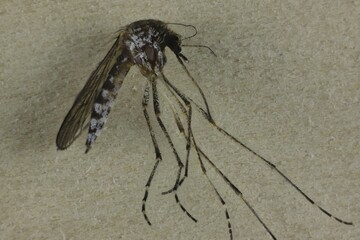 Lateral close-up of Southern Saltmarsh Mosquito (Aedes camptorhynchus), South Australia 
