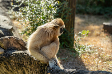 日本の高知県にあるのいち動物公園のテナガザル