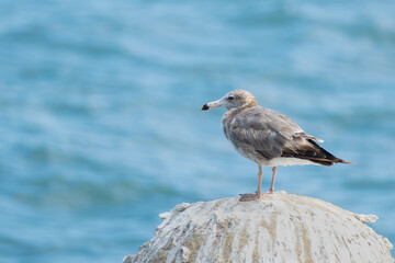 ウミネコの若鳥