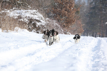 English Springer Spaniel in winter