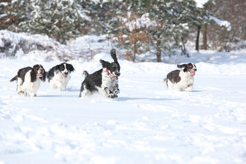English Springer Spaniel in winter