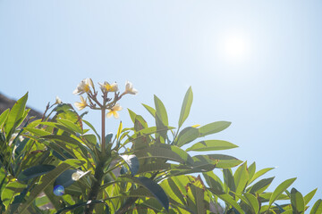plumeria tree on the background on sky background