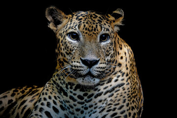 Closeup of African leopard