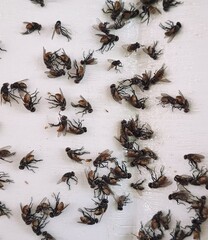 A lot of flies are stuck in the glue.
