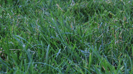 green grass background