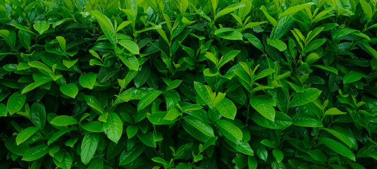 Fresh green bush isolated on white background. vibrant green bushes isolated on pure white background for versatile design applications.