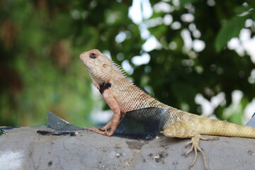 Garden Lizard