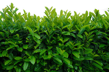 Obraz premium Fresh green bush isolated on white background. vibrant green bushes isolated on pure white background for versatile design applications.