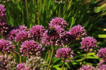 bee on a flower