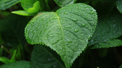rain drops on a green leaf