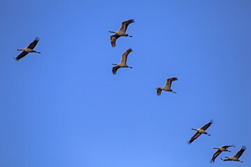 A flock of cranes  flying on the blue sky. Common crane or Eurasian crane (Grus grus).