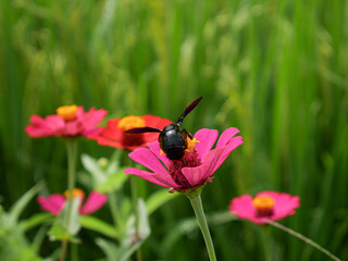 bees perch on pink flowers that bloom in the middle of green rice fields