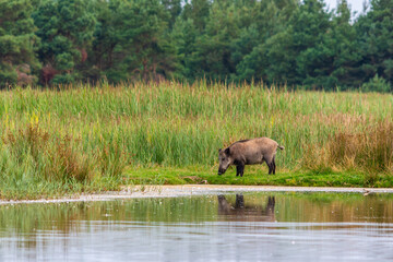 Fototapeta premium Junger Keiler am Wasserloch