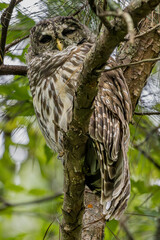 Barred Owl Perched on a Limb