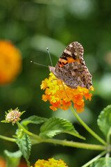 Thorn butterfly on flower