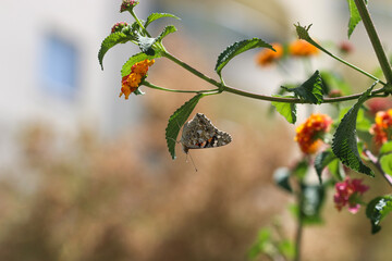 Thorn butterfly on flower