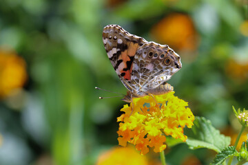 Thorn butterfly on flower