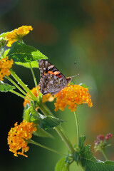 Thorn butterfly on flower