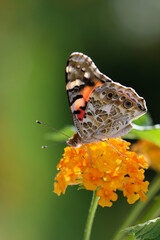Thorn butterfly on flower