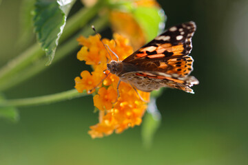Thorn butterfly on flower