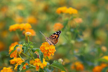 Thorn butterfly on flower