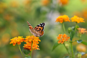 Thorn butterfly on flower