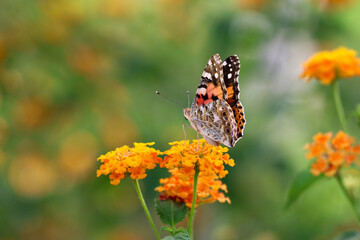 Thorn butterfly on flower