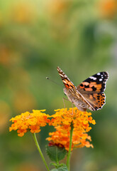 Thorn butterfly on flower