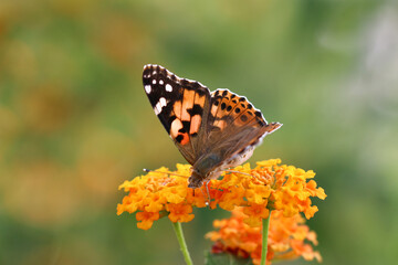 Thorn butterfly on flower