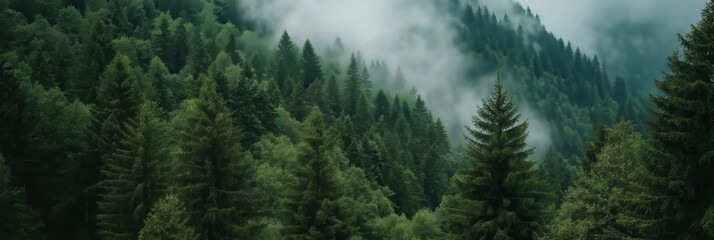 Fototapeta premium Stunning scene of green pine trees enveloped in morning fog, highlighting the serene and magical environment.