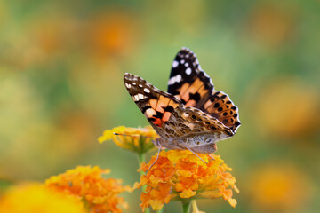 Thorn butterfly on flower