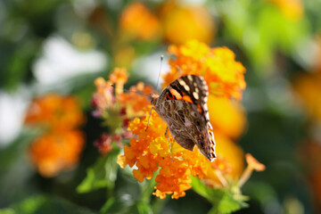 Thorn butterfly on flower