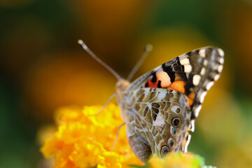Thorn butterfly on flower