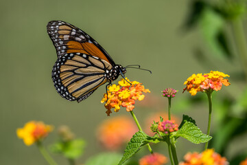 Monarch Butterfly Resting on a Flower
