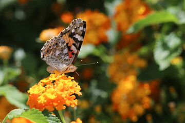 Thorn butterfly on flower