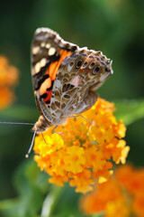 Thorn butterfly on flower