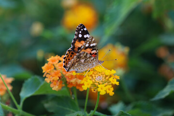 Thorn butterfly on flower