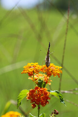 Thorn butterfly on flower