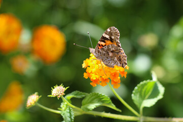 Thorn butterfly on flower