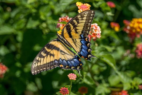 Canadian Tiger Swallowtail with Wings Spread