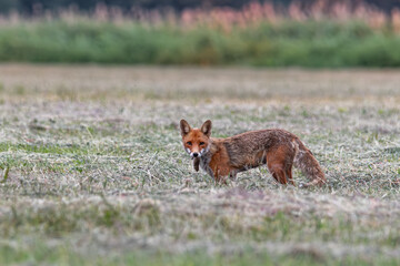 Fuchs beim Mausen