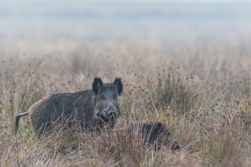 Bache mit Frischling im Gras