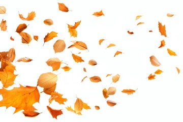 Fototapeta premium Colorful autumn leaves swirling against white background