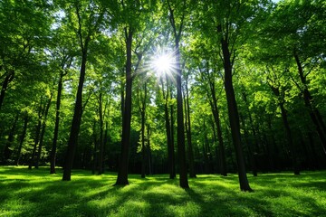 Obraz premium Forest scenery, tall trees, dappled sunlight filters through the canopy, creating a serene atmosphere