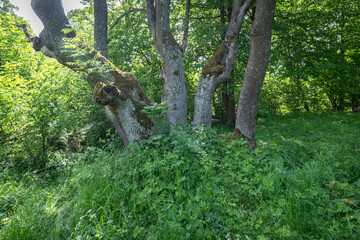 Stare drzewo nieistniejącej wsi Bieliczna