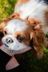 Close-Up of Happy King Charles Cavalier Spaniel on a Sunny Day