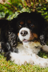 Black and Tan King Charles Cavalier Spaniel on a Sunny Day